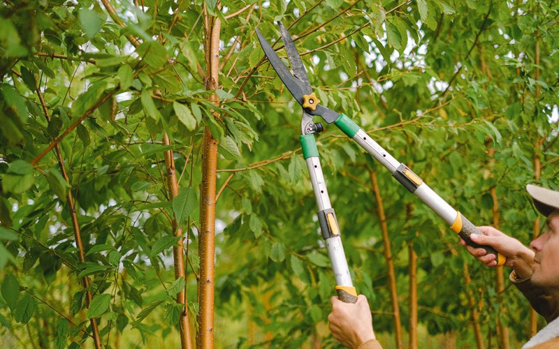 Tree trimming in Conneaut Lake, PA